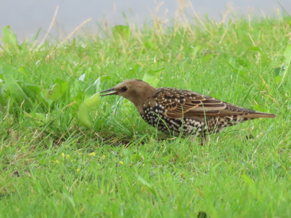 European Starling - ML261095131