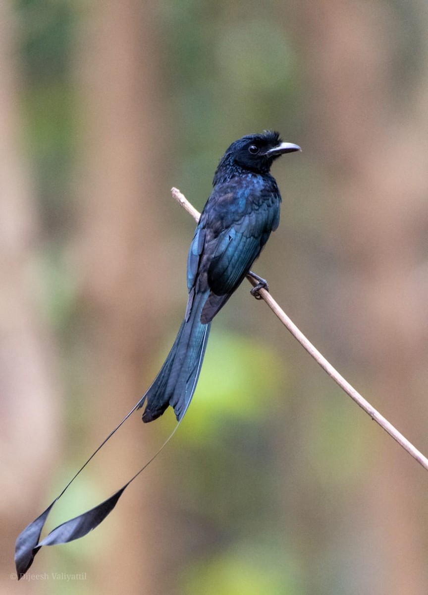 Greater Racket-tailed Drongo - ML261095451