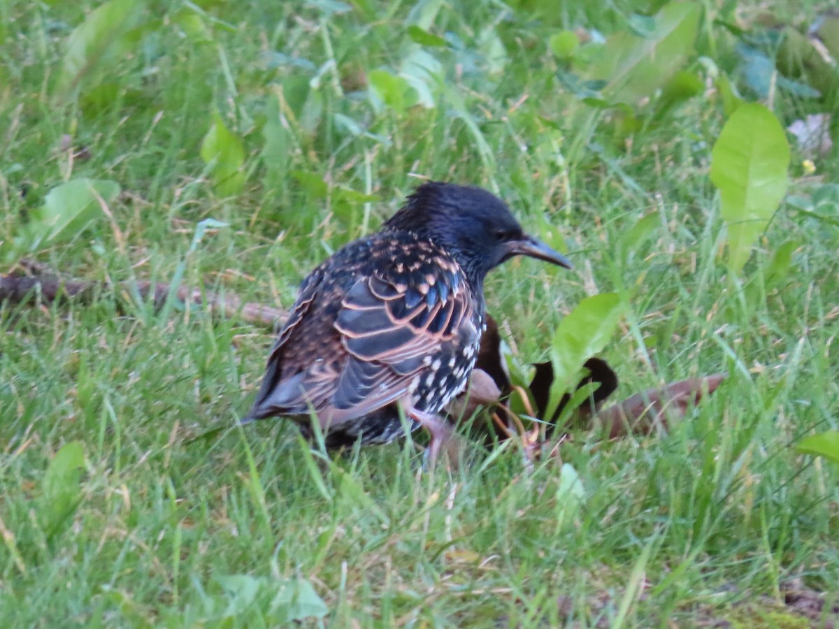 European Starling - ML261095491