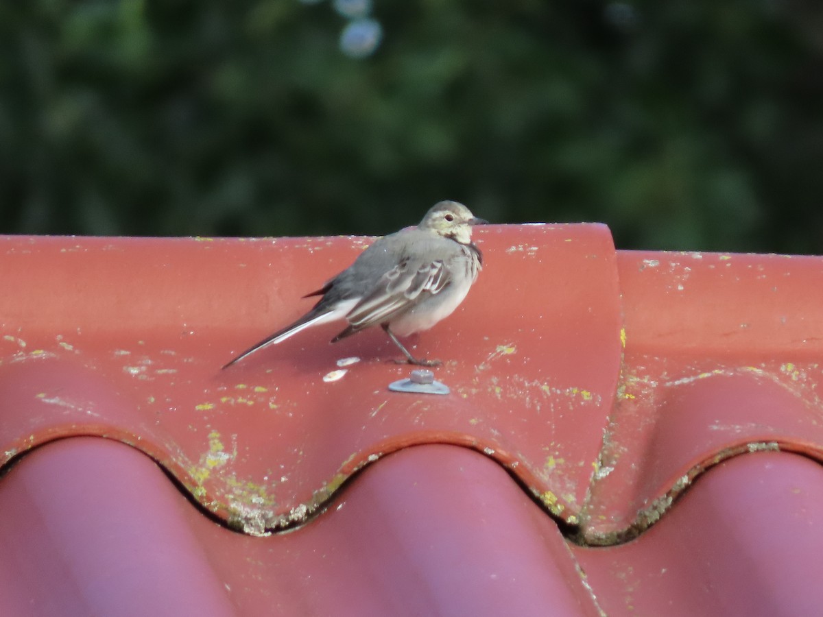White Wagtail - ML261096231
