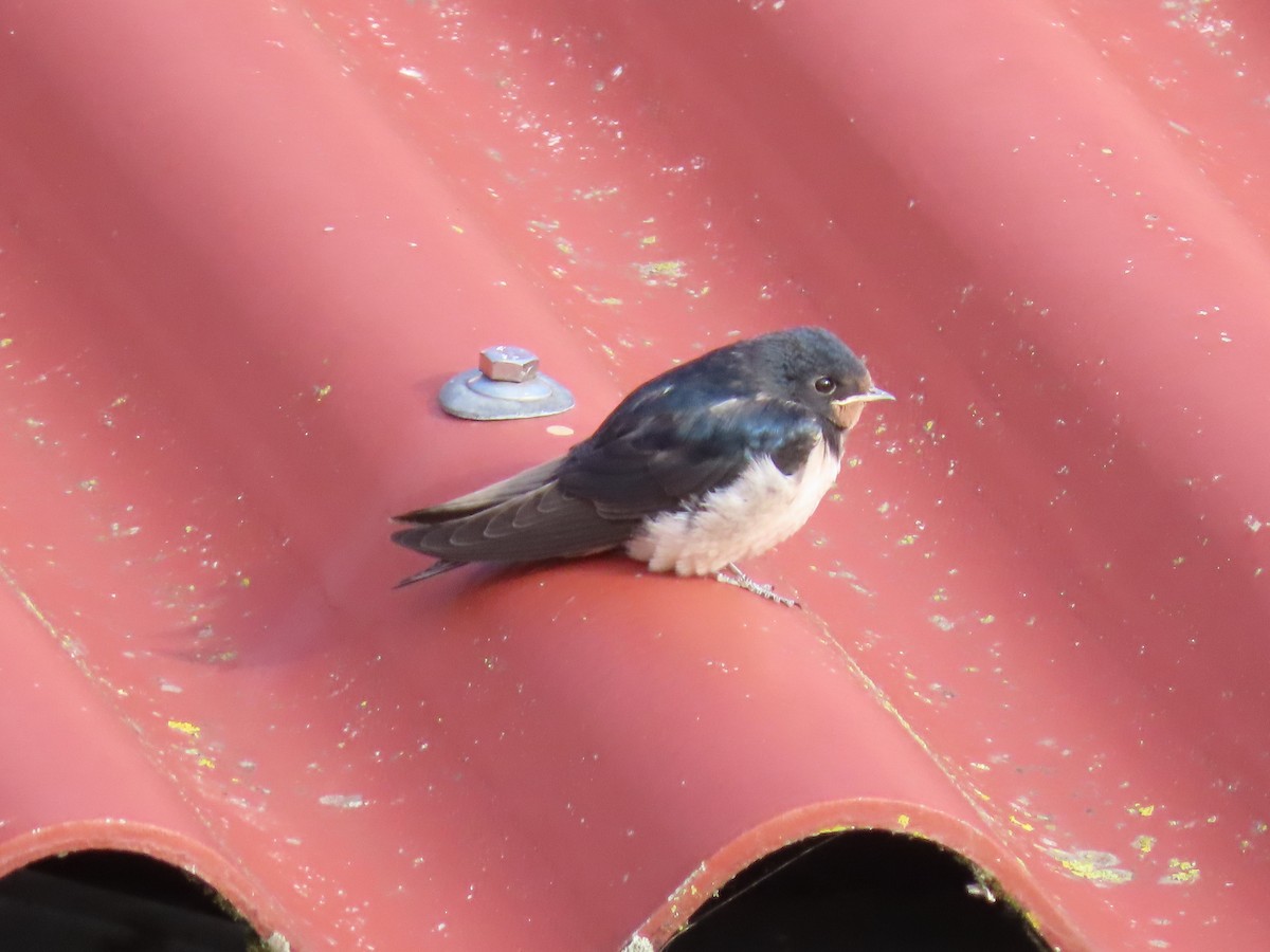 Barn Swallow - ML261096251