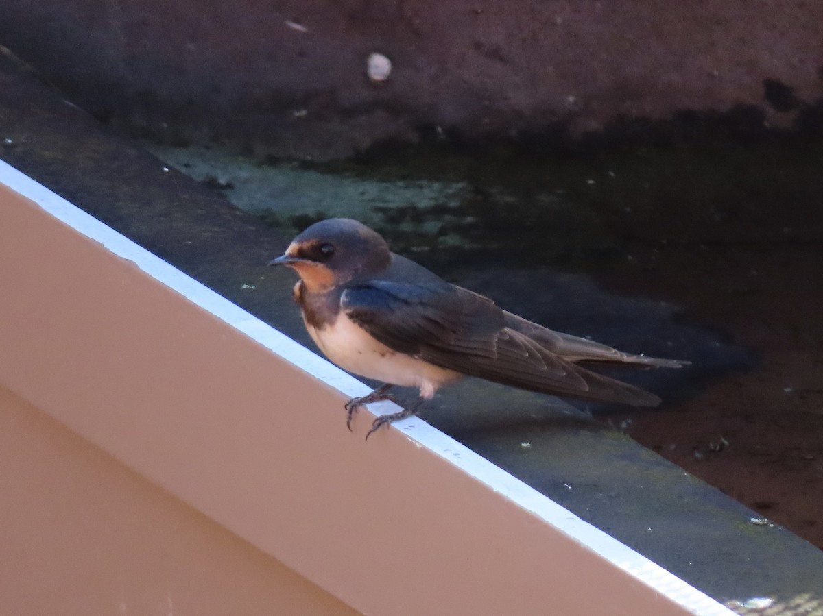 Barn Swallow - ML261096271