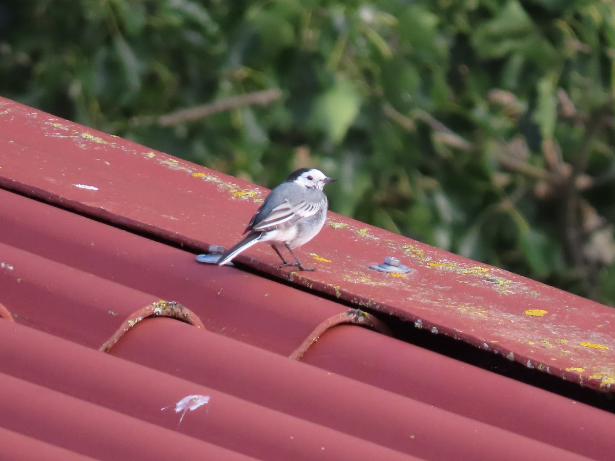 White Wagtail - ML261096281