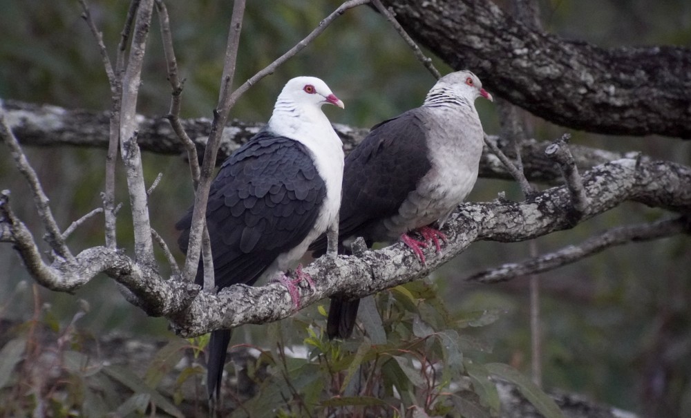 White-headed Pigeon - ML261096601