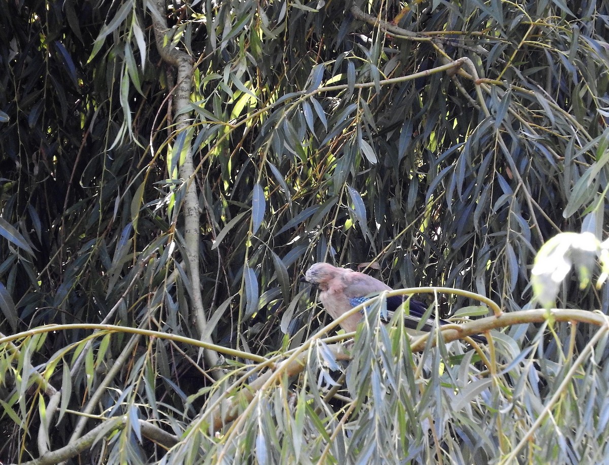 Eurasian Jay - ML261097031