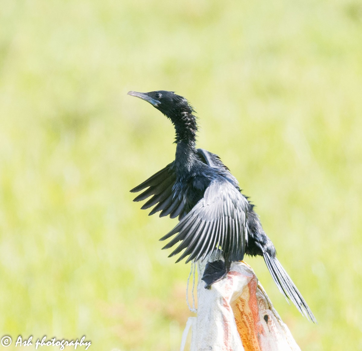 Little Cormorant - Ashwini Bhatt