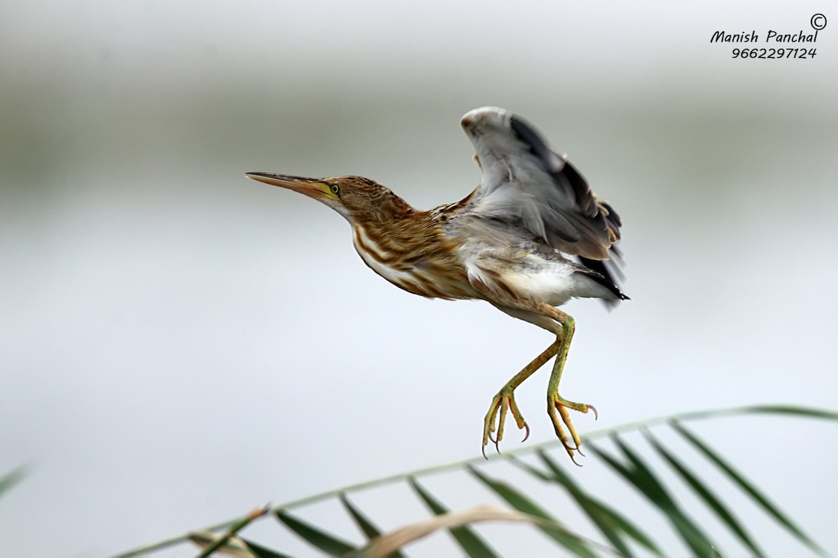 Yellow Bittern - ML261099891