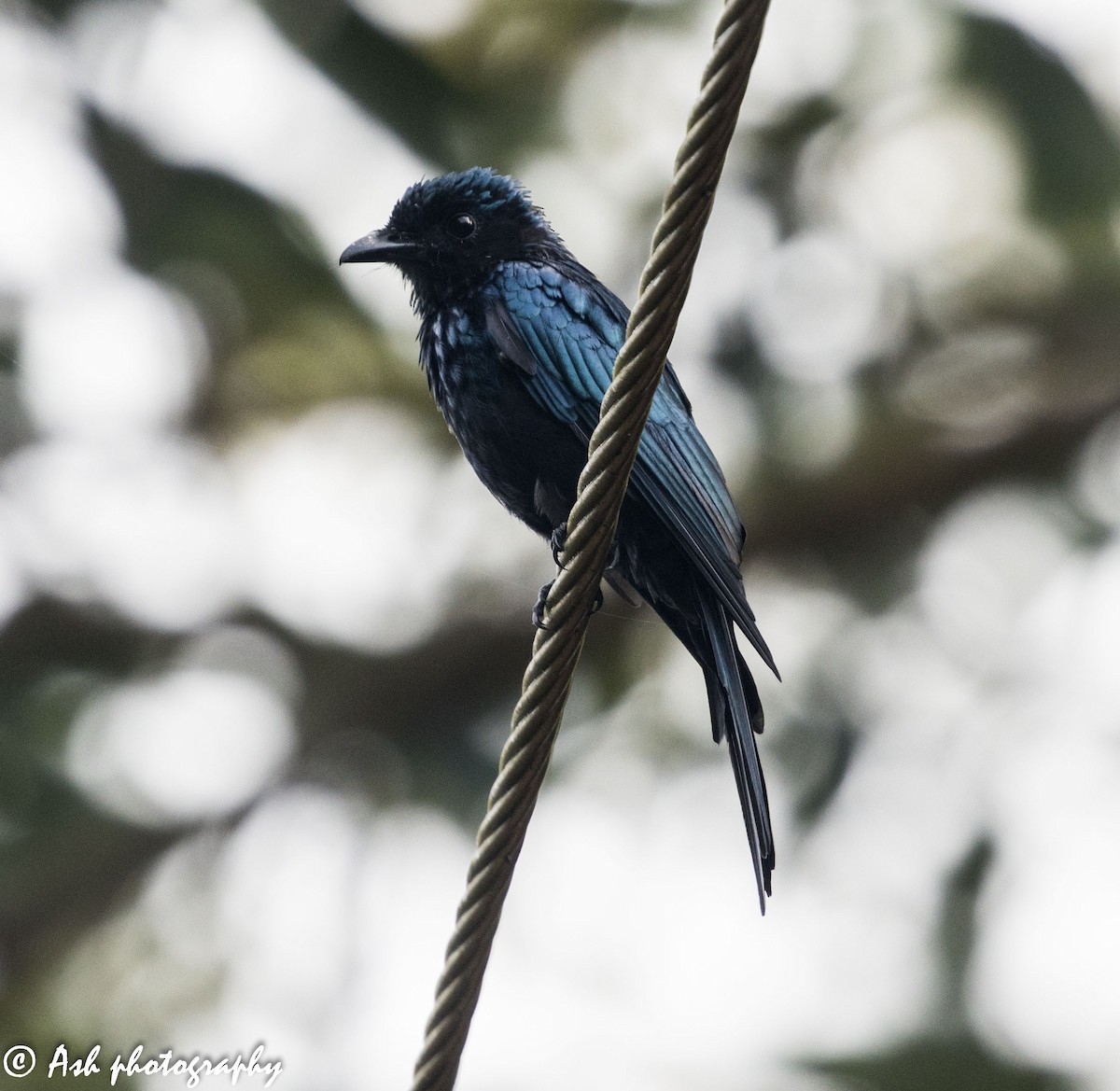 Bronzed Drongo - ML261100471