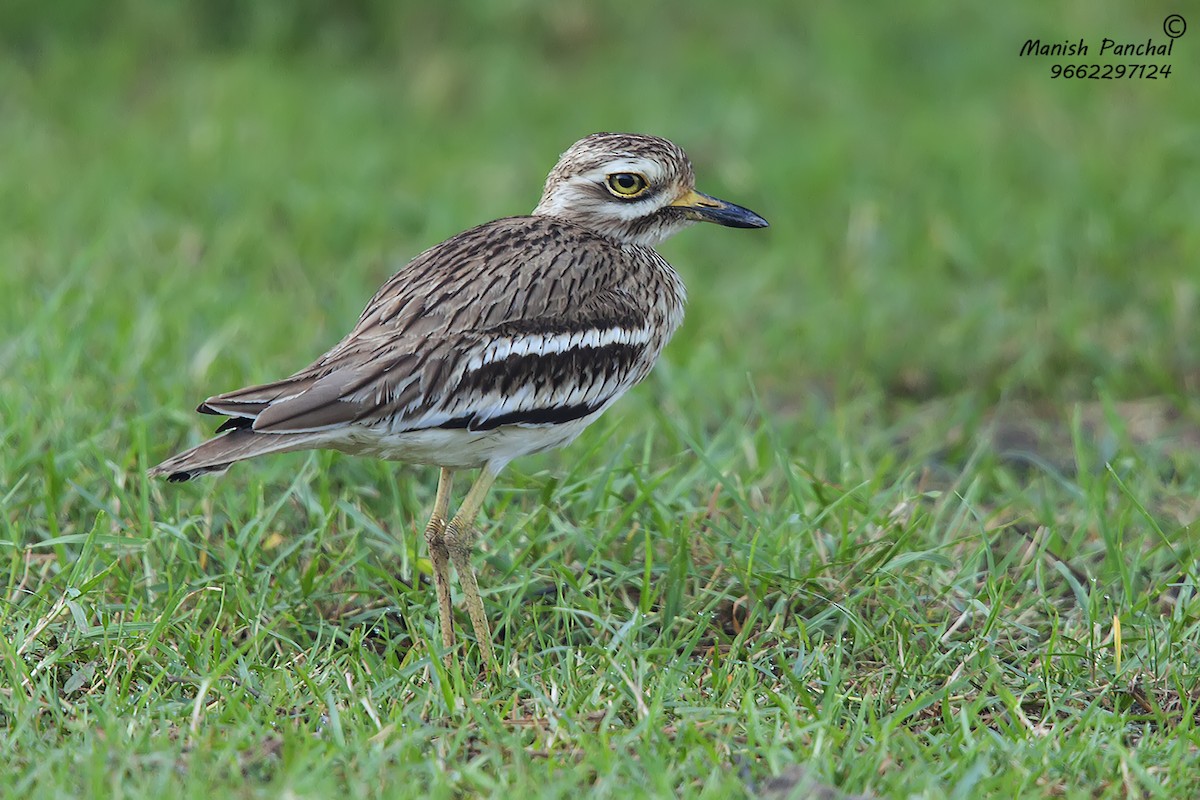 Indian Thick-knee - ML261103011