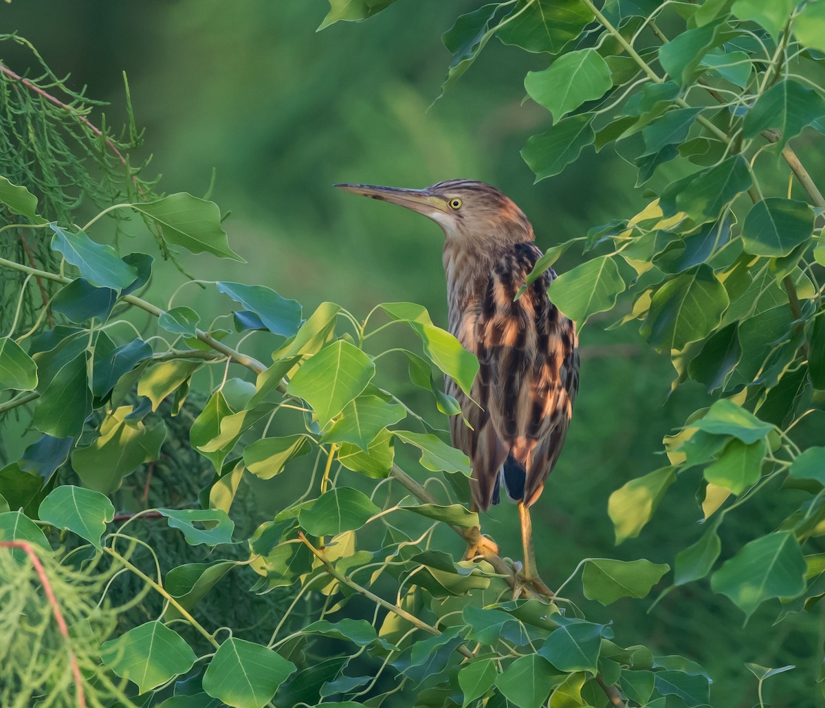 Yellow Bittern - Kai Pflug