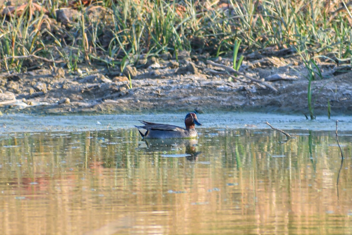 Green-winged Teal - ML261106531