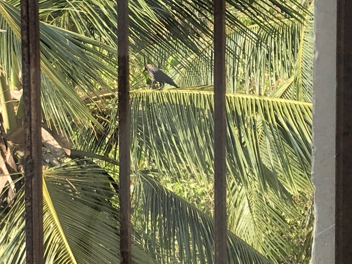 vrána domácí - ML261106861