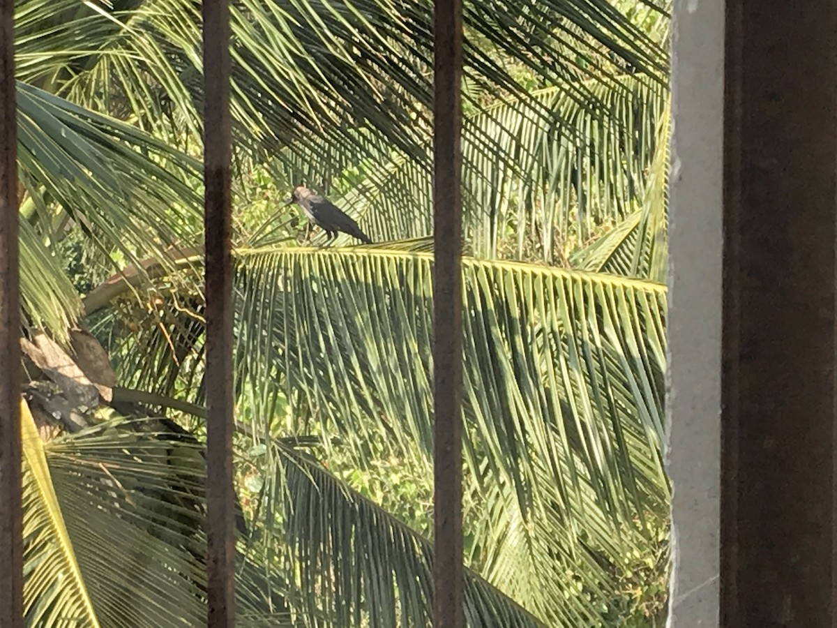 vrána domácí - ML261106871