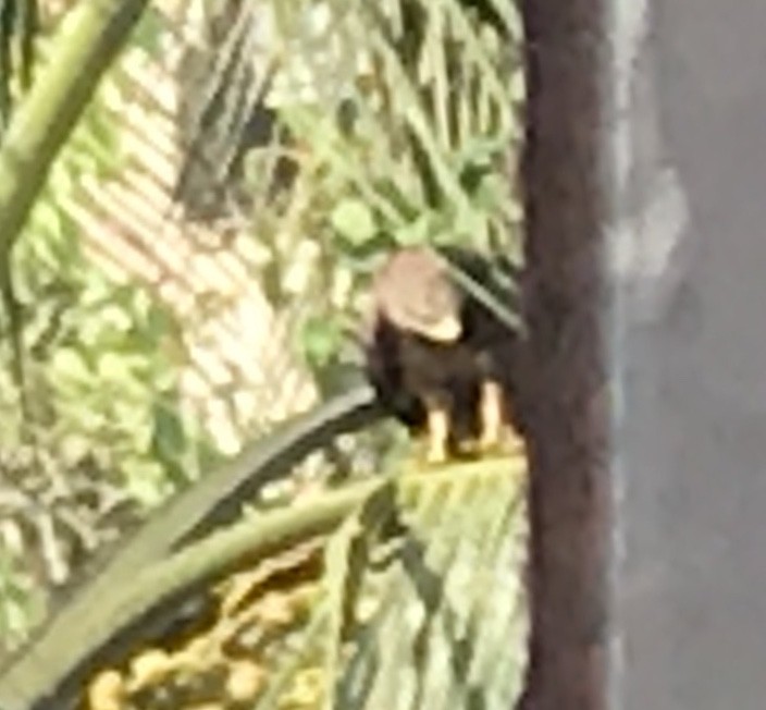 luňák hnědý - ML261107201