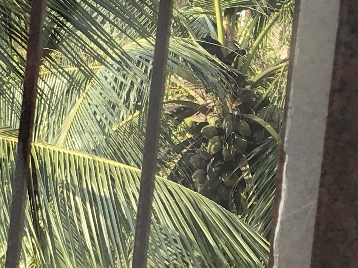 luňák hnědý - ML261107211