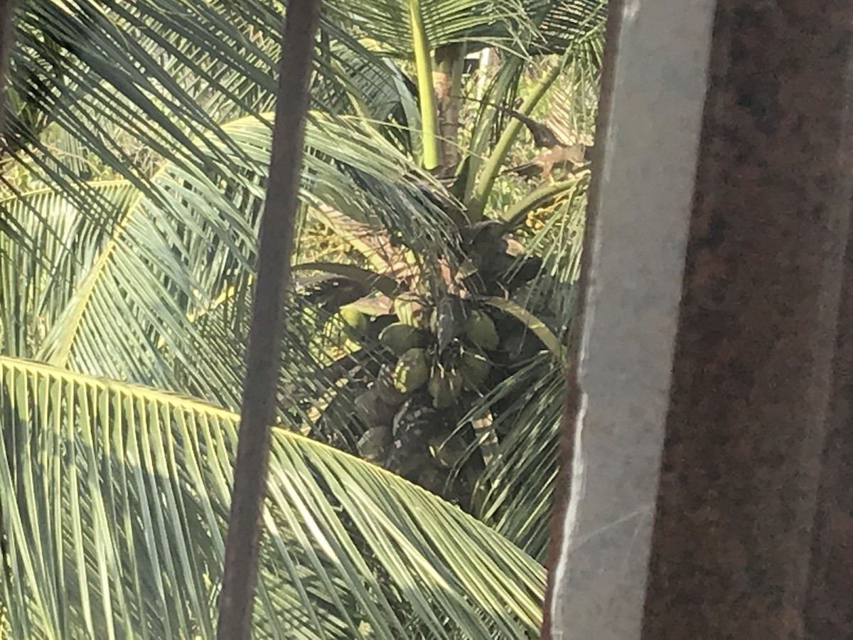 luňák hnědý - ML261107221