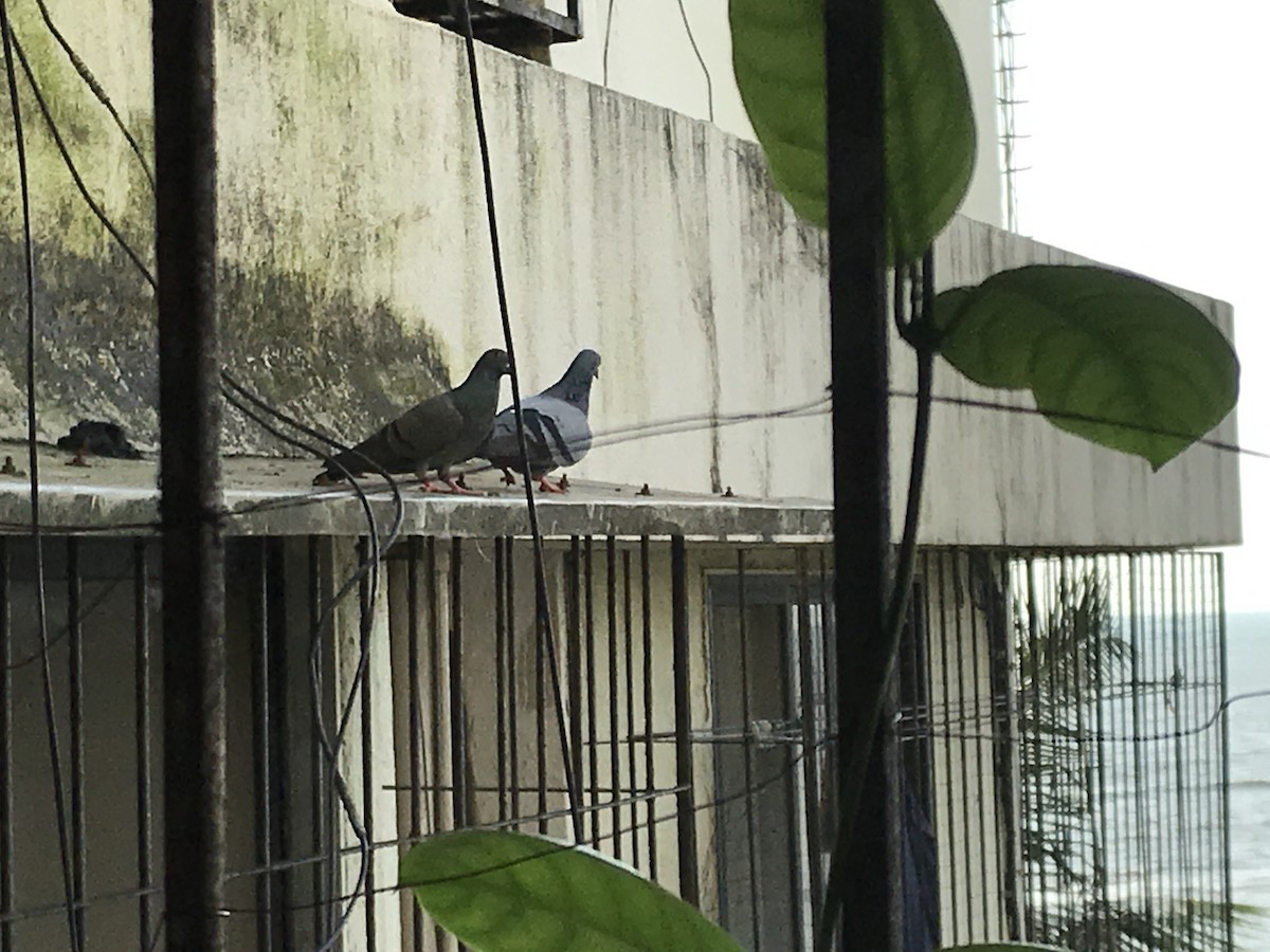 holub skalní (domácí) - ML261107391