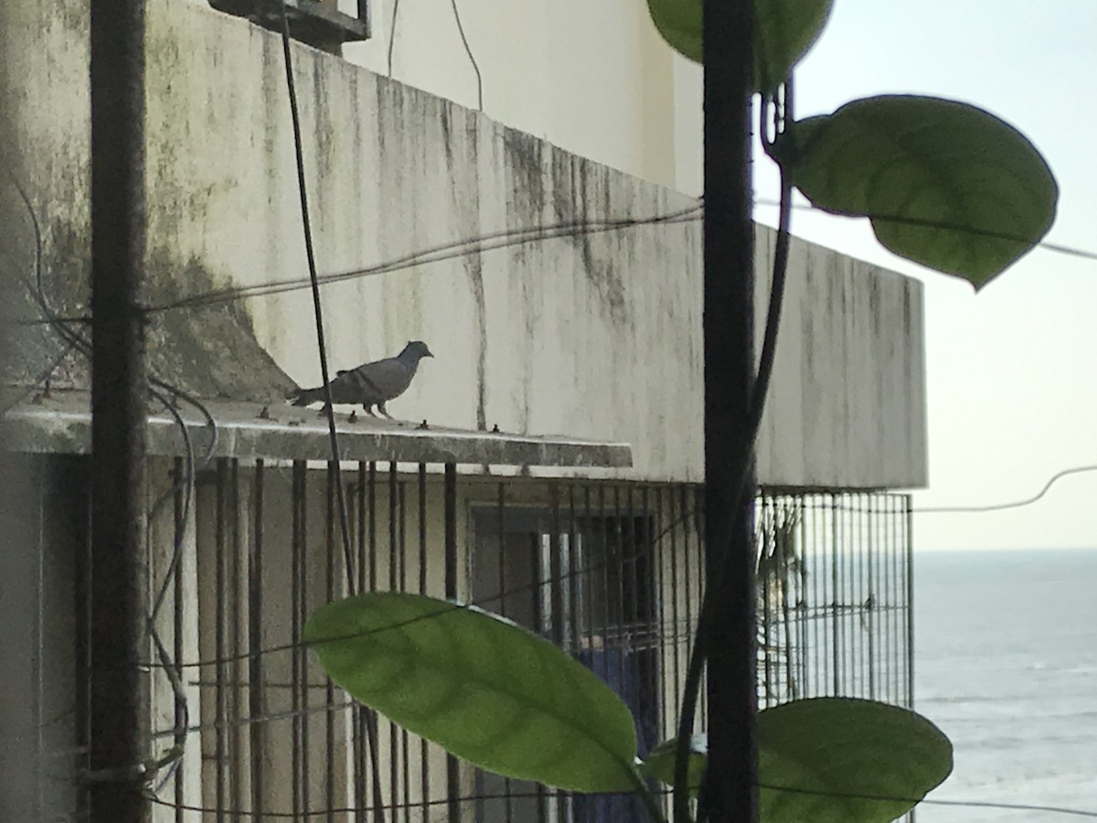 holub skalní (domácí) - ML261107401