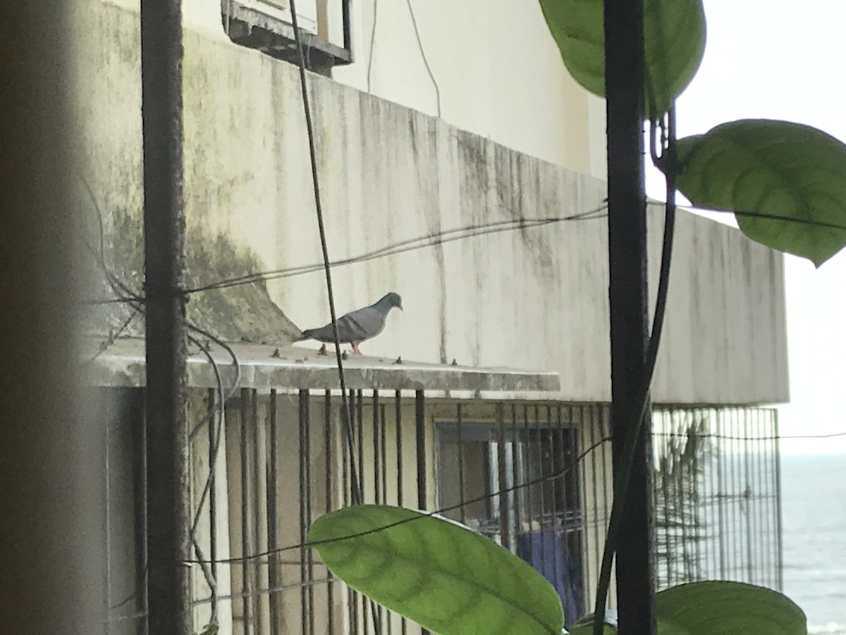 holub skalní (domácí) - ML261107421