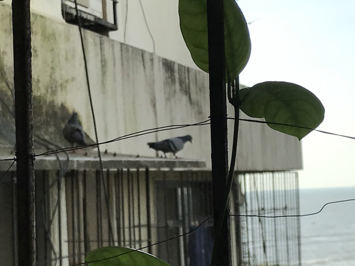 holub skalní (domácí) - ML261107431