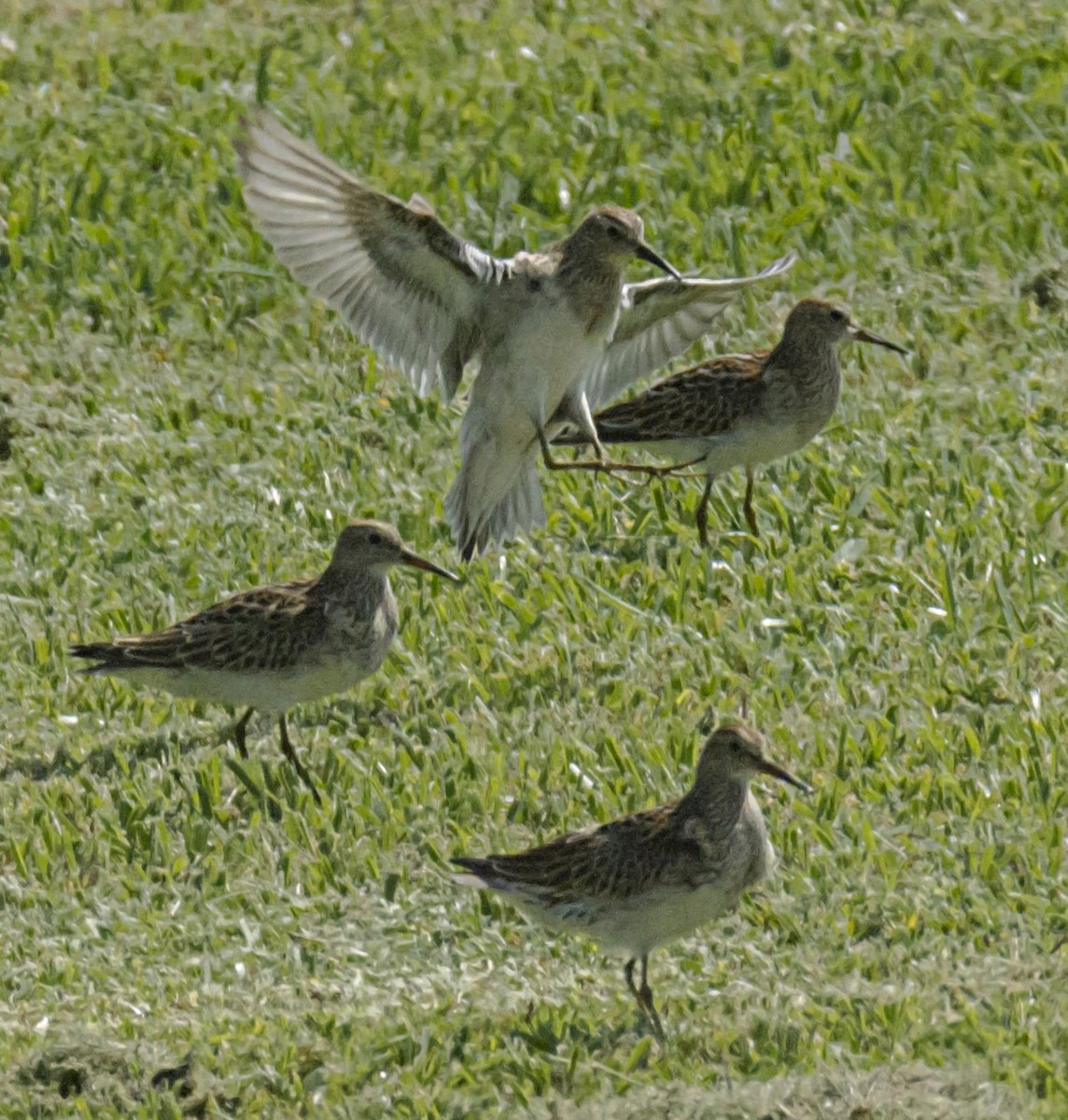 Pectoral Sandpiper - joseph mileyka