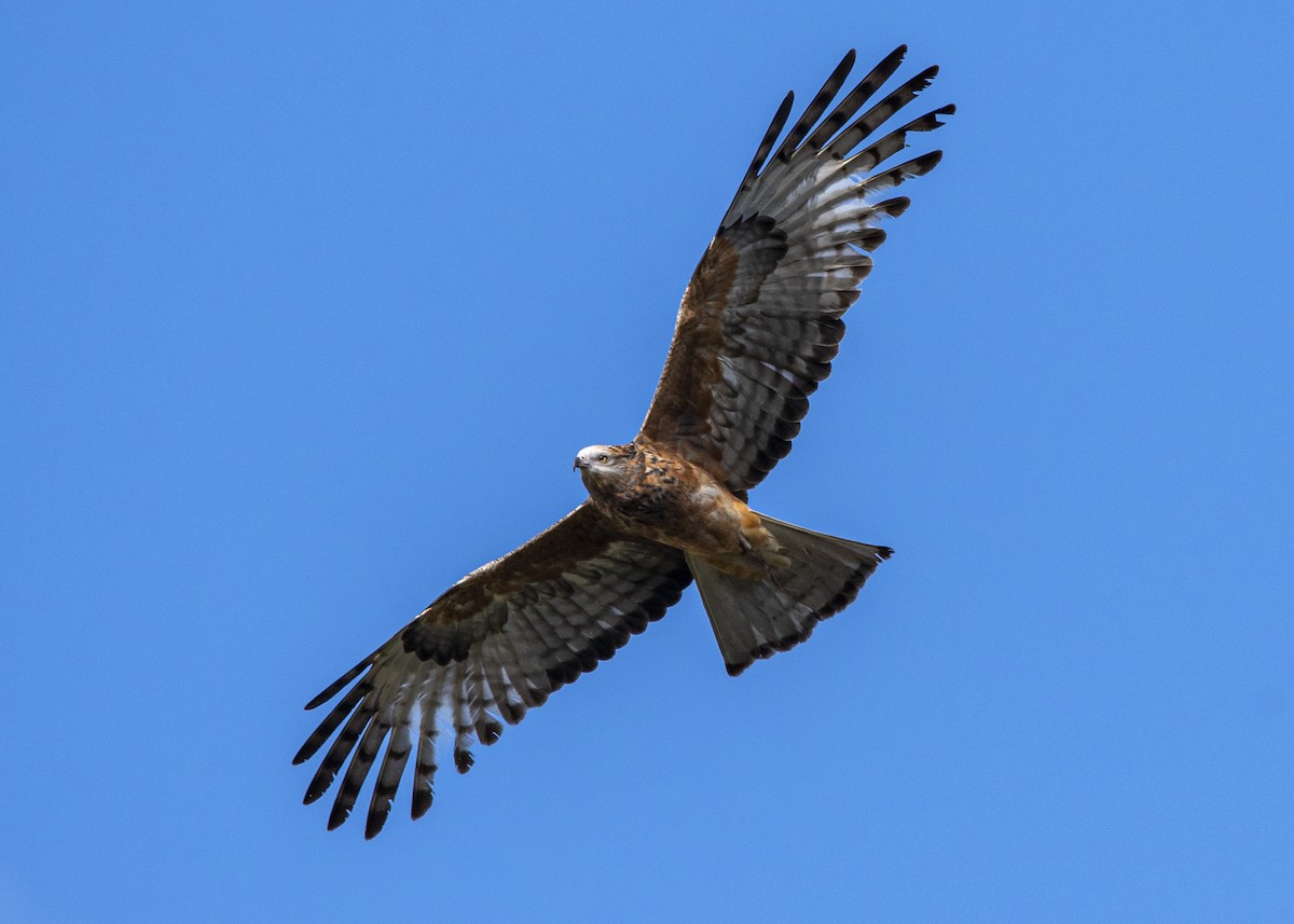 Square-tailed Kite - ML261109361