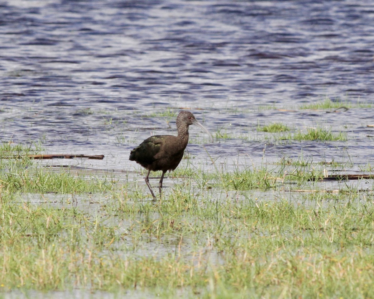 White-faced Ibis - Sam Shaw