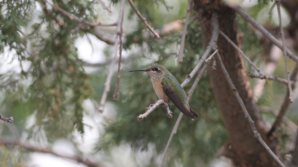 Calliope Hummingbird - ML261112681