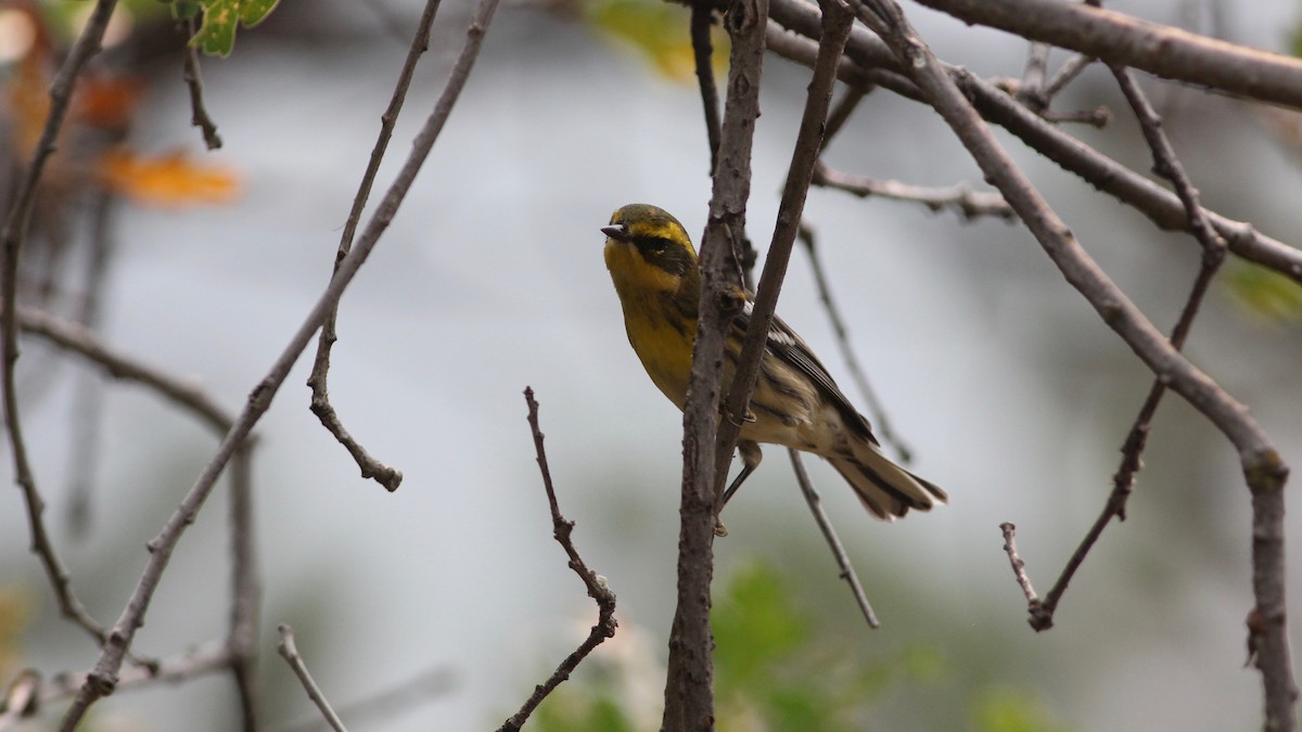 Townsend's Warbler - Eric Hynes