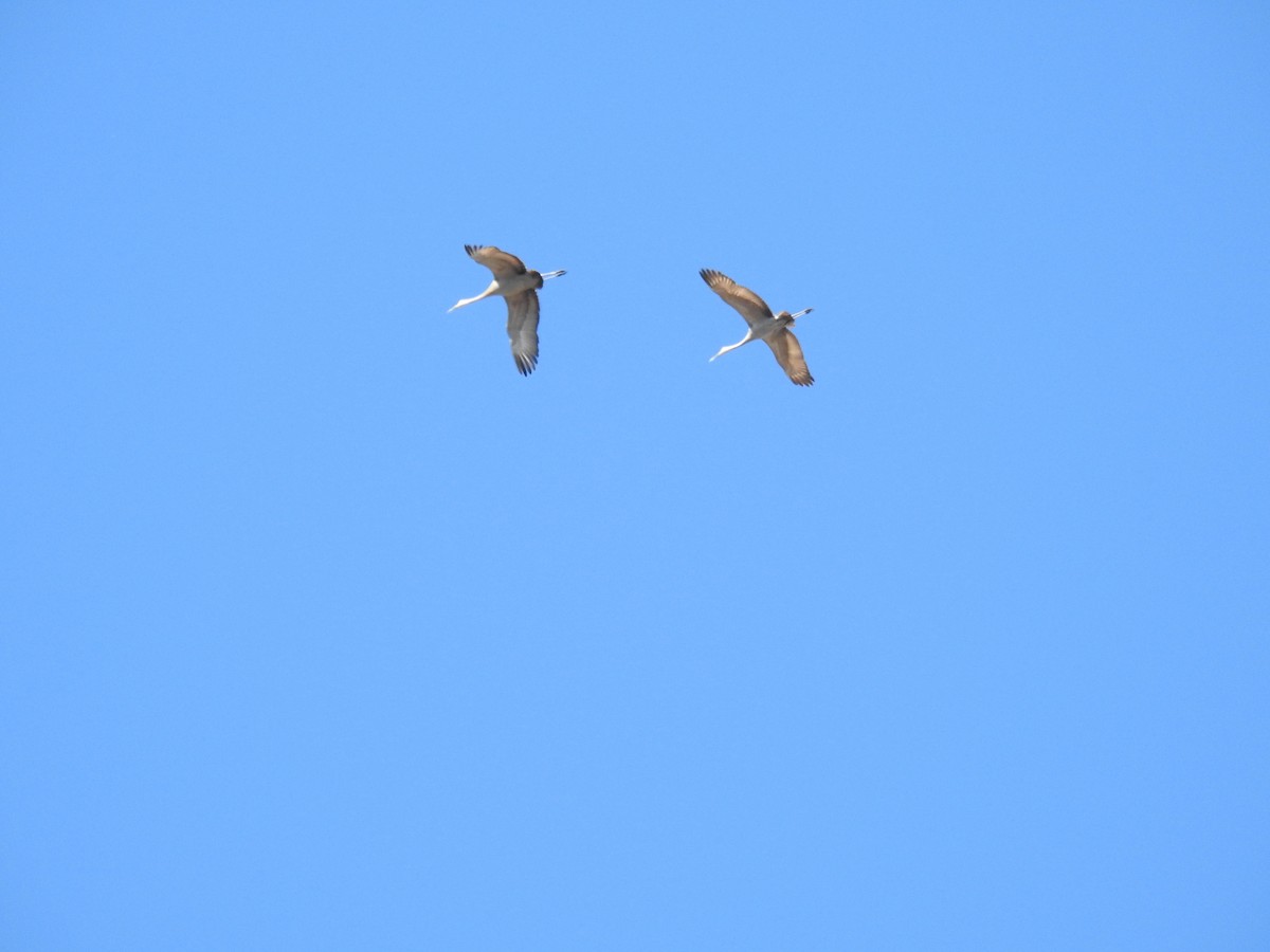 Sandhill Crane - ML26111271