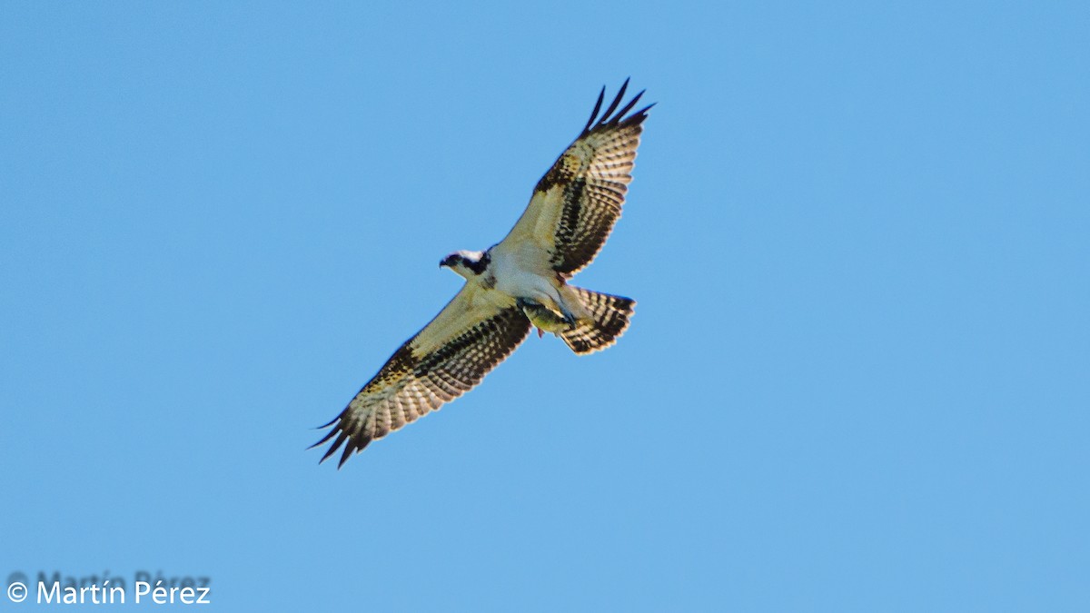 Osprey - ML261113221