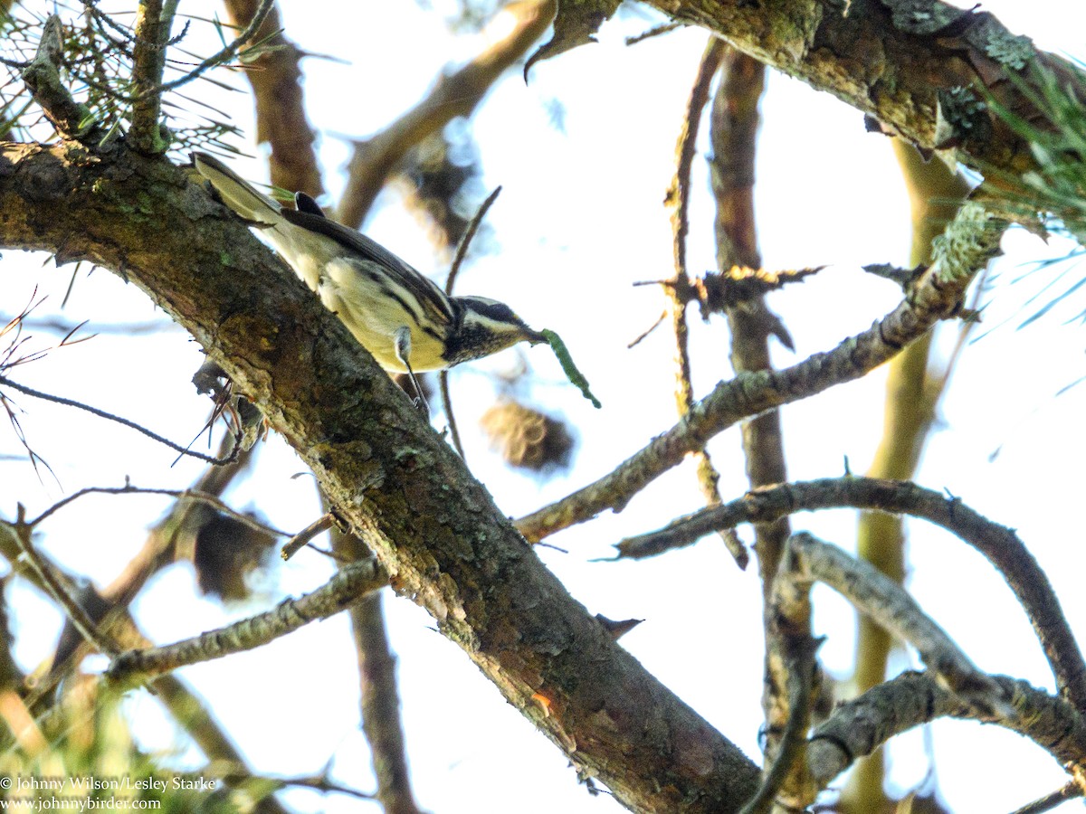 Black-throated Gray Warbler - ML261115401