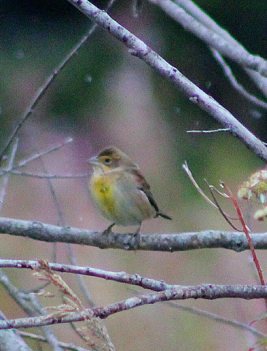 Dickcissel - ML261116841