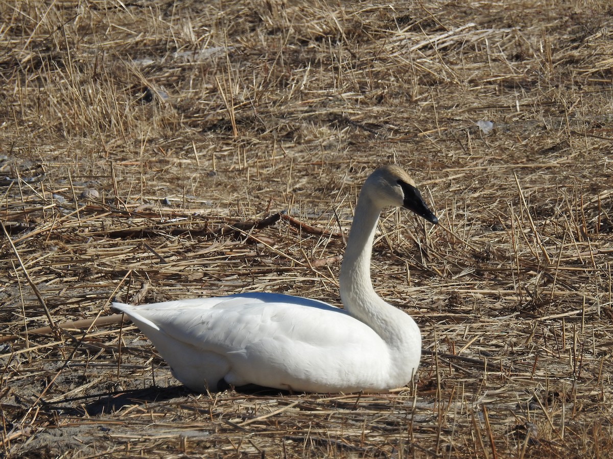 Trompeterschwan - ML26111991