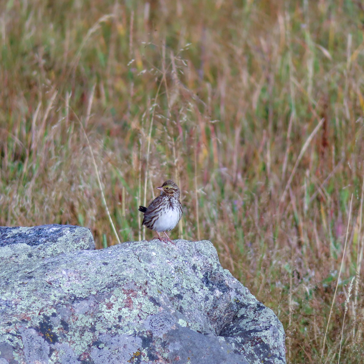 Savannah Sparrow - Garrett Lowe