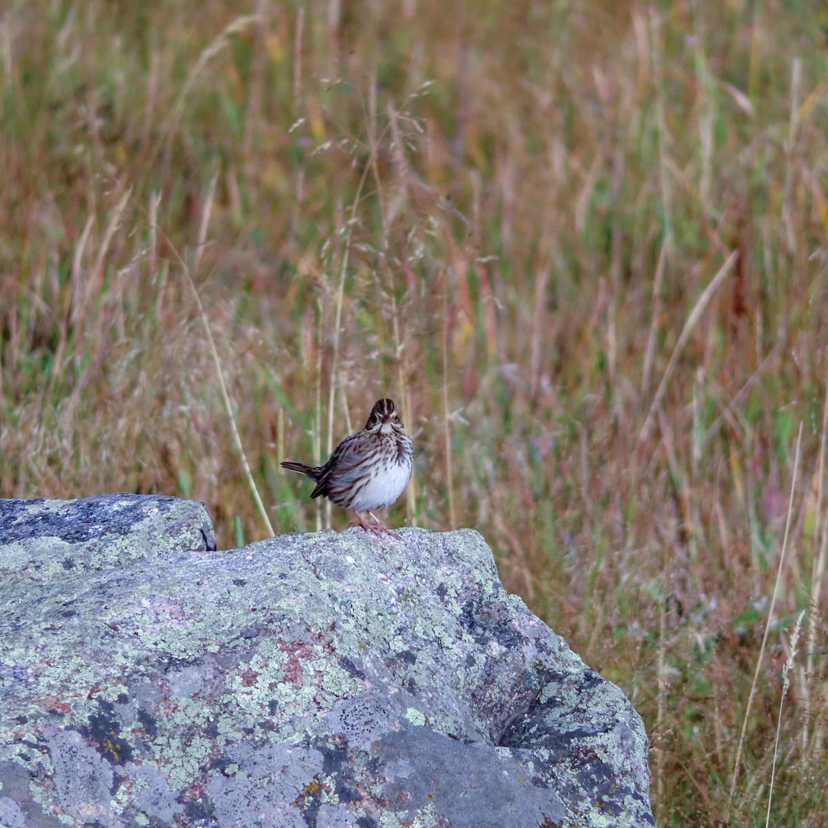 Savannah Sparrow - ML261120371