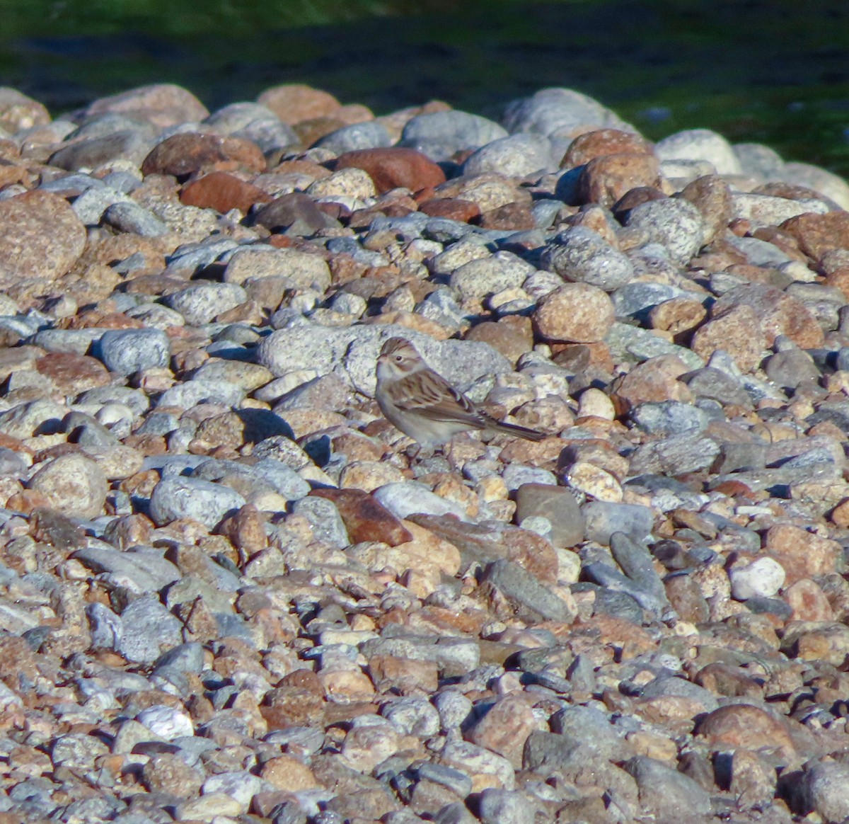 Brewer's Sparrow - ML261120391