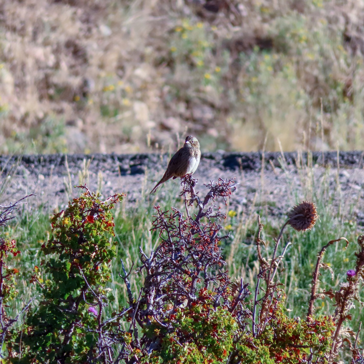 Lincoln's Sparrow - ML261121061