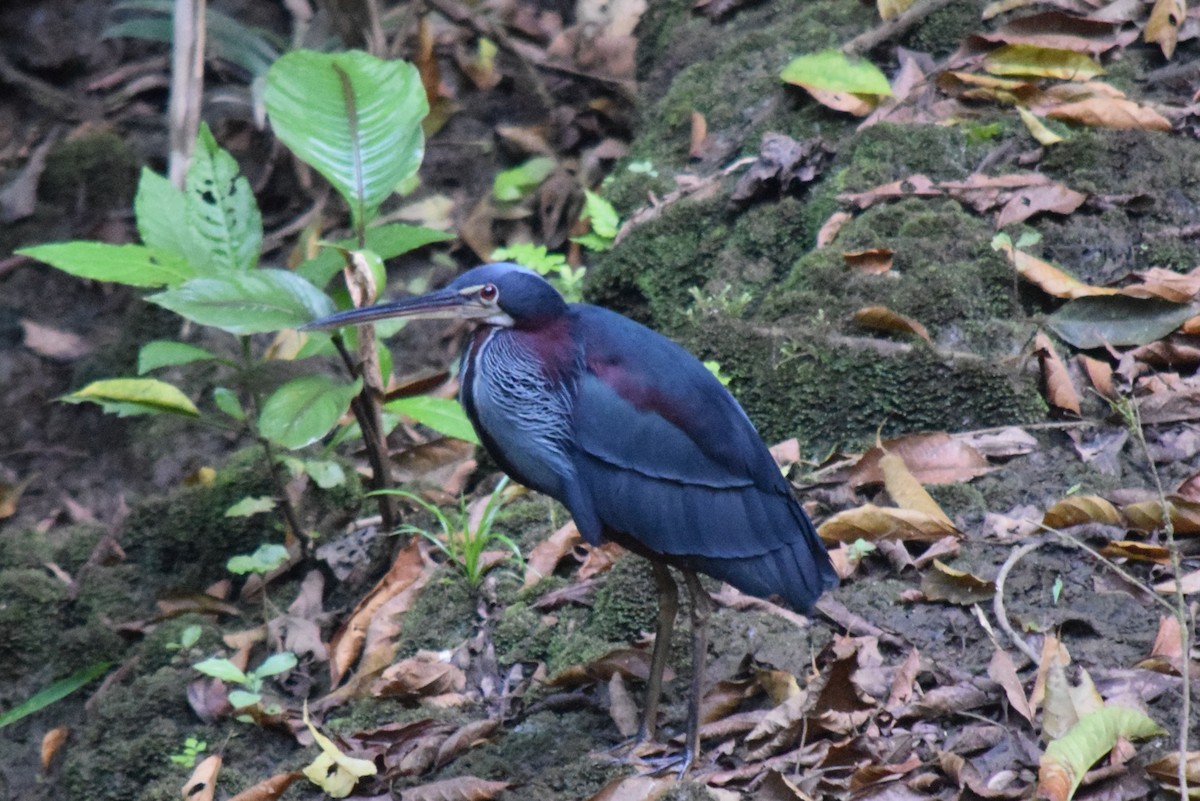 Garza Agamí - ML26112221