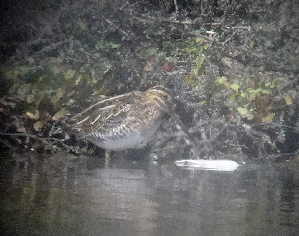 Wilson's Snipe - ML26112261