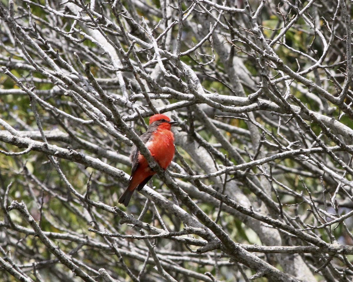 Vermilion Flycatcher - Sam Shaw