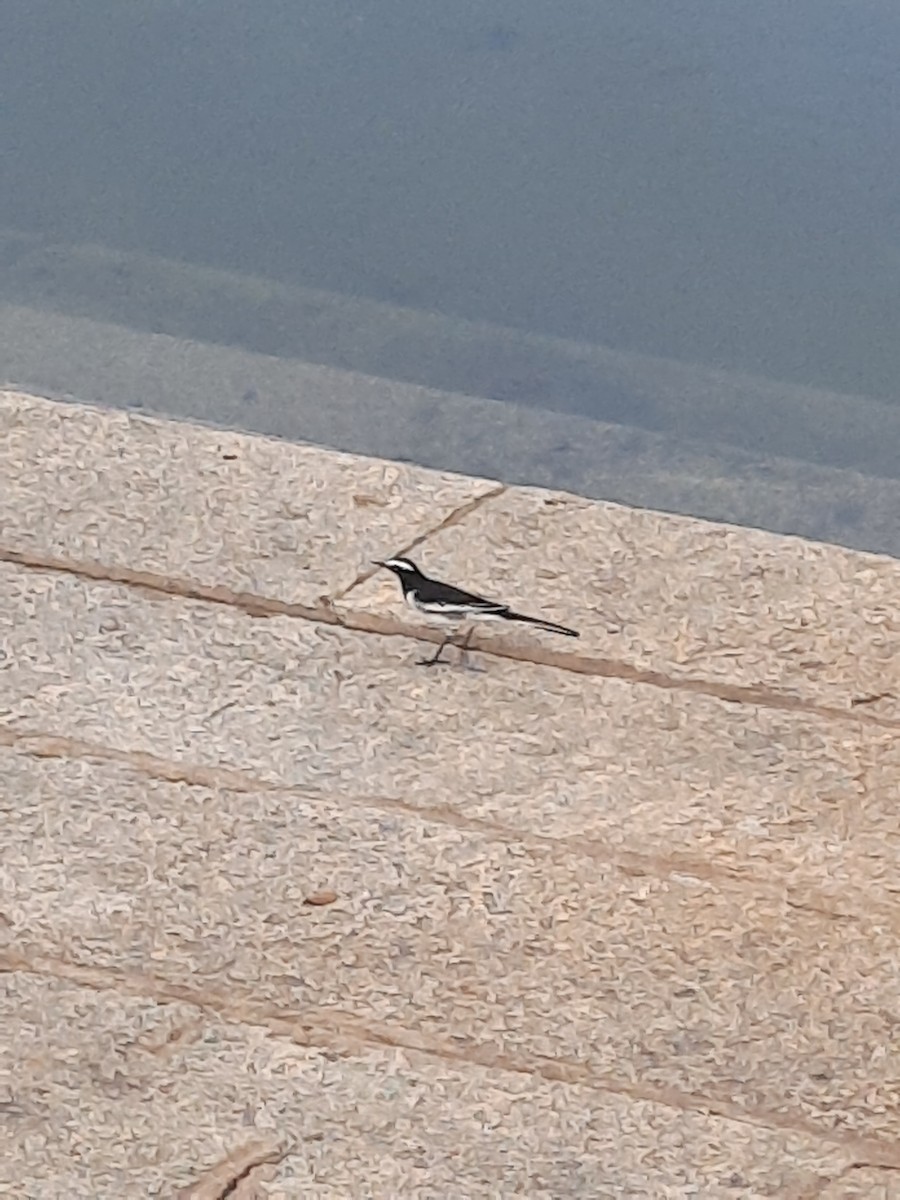 White-browed Wagtail - ML261125411