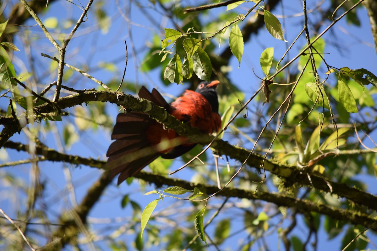 trogon kvokavý - ML26112611