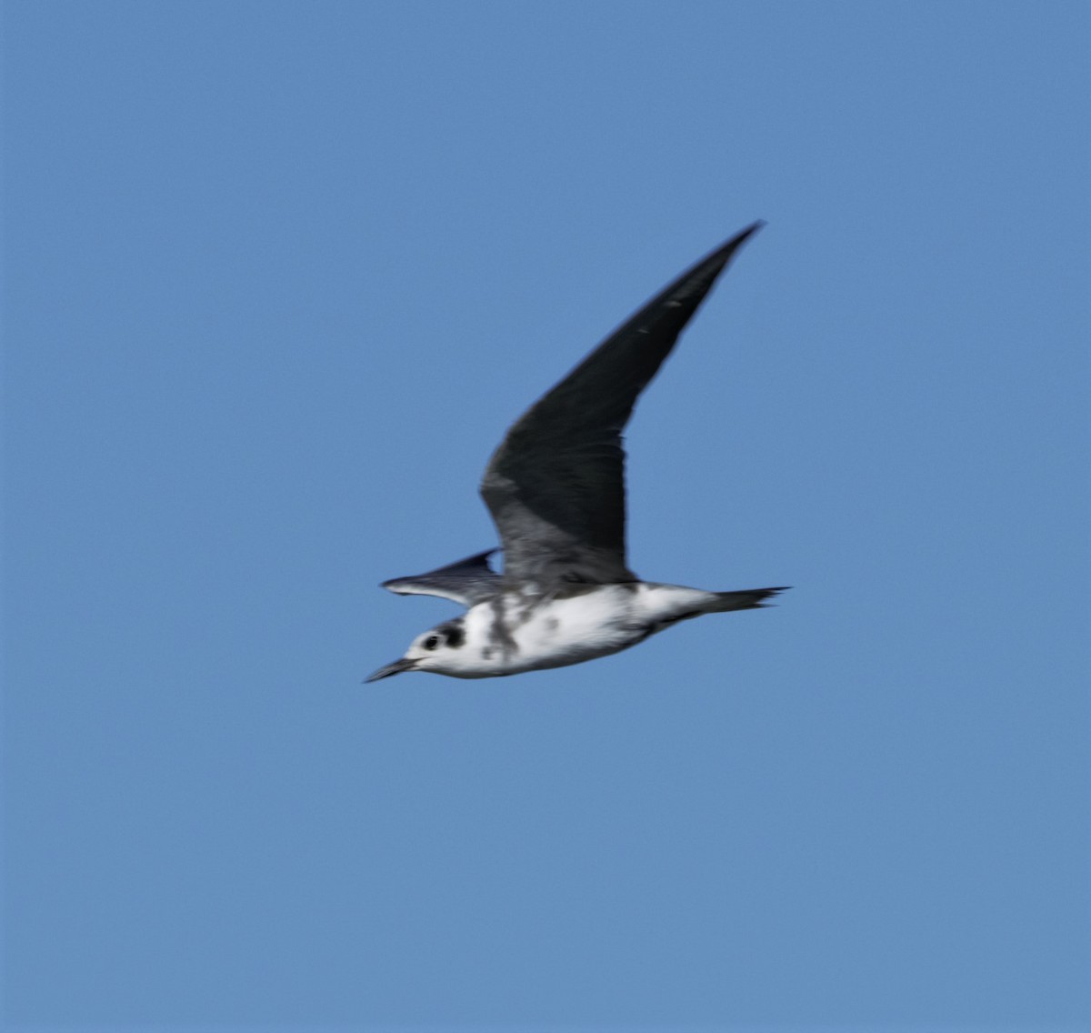 Black Tern - ML261127861
