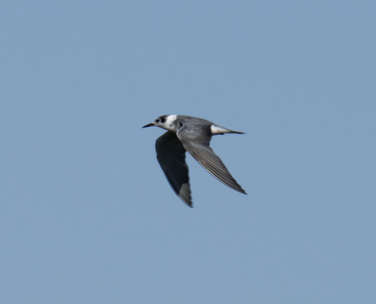 Black Tern - ML261127871