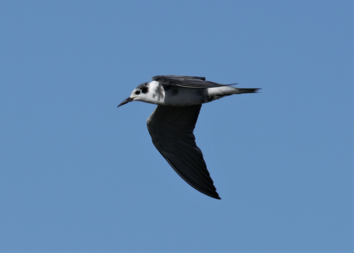 Black Tern - ML261127881