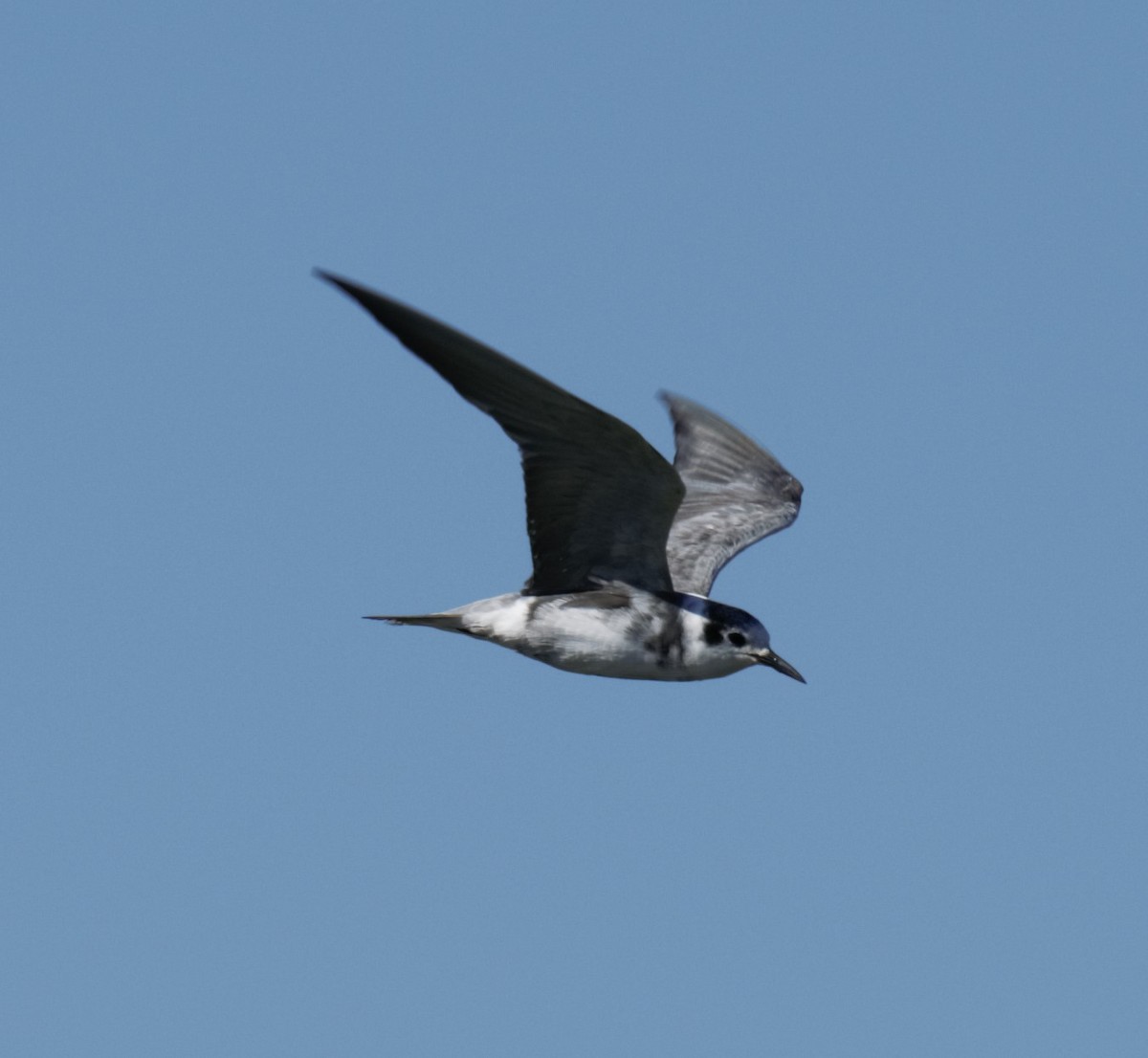 Black Tern - ML261127891