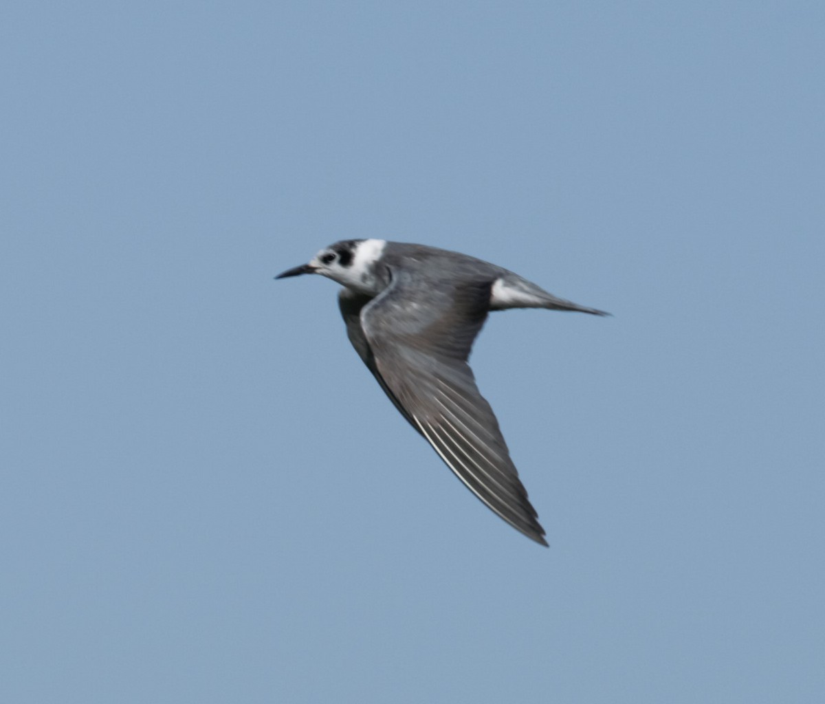 Black Tern - Sue Riffe