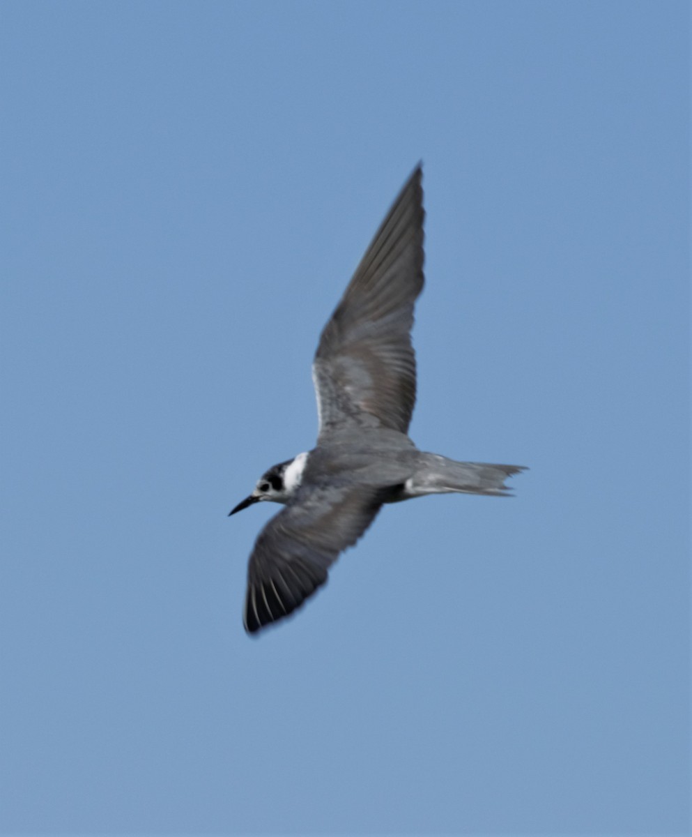 Black Tern - ML261127911