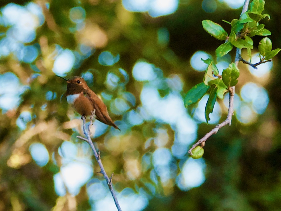 Rufous Hummingbird - ML261128871